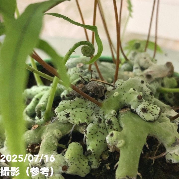 【数量限定】石化タイワン青根カズラ 5号|観葉04-PA