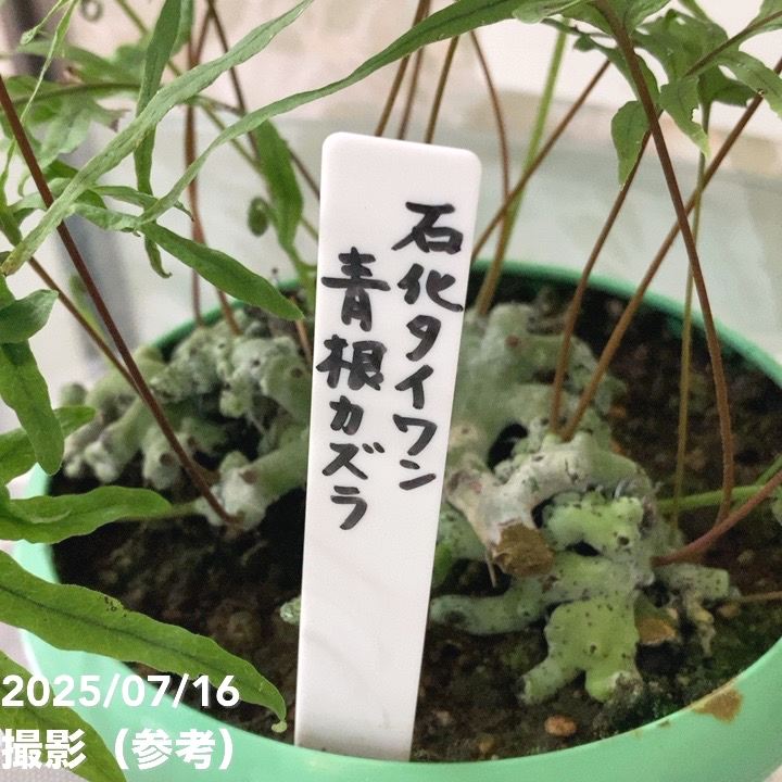 【数量限定】石化タイワン青根カズラ 5号|観葉04-PA