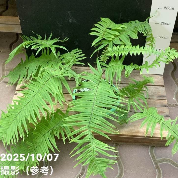 【数量限定】石化タイワン青根カズラ 5号|観葉04-PA