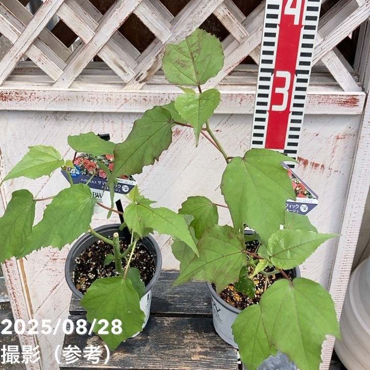 PW ハイビスカス サマリフィック ナイトルージュ 11cmロングポット×2鉢