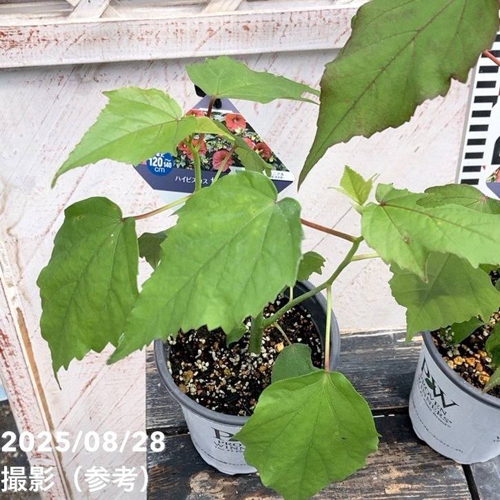 PW ハイビスカス サマリフィック ナイトルージュ 11cmロングポット×2鉢