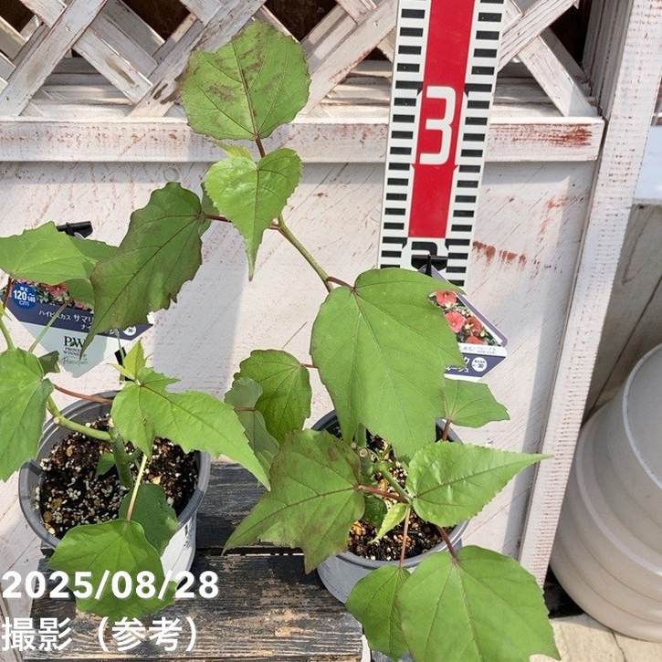 一点のみ ハイビスカス グラデーション フロート 145×70cm イガラシ ジャンク扱い レア 113-020ｸﾞﾗﾃﾞｰｼｮﾝﾊﾞｲｶﾗｰﾋﾞﾆｰﾙ : 株式会社中谷｜傘の販売・卸