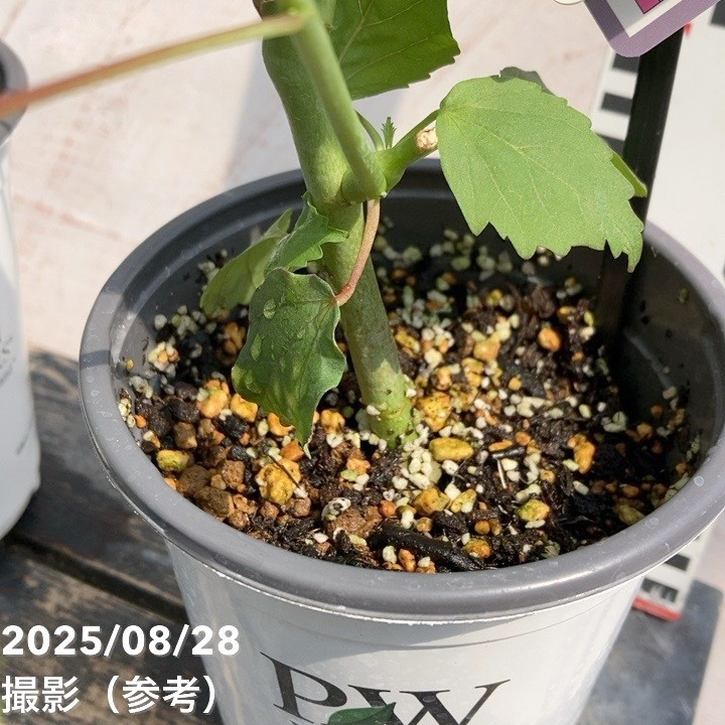 一点のみ ハイビスカス グラデーション フロート 145×70cm イガラシ ジャンク扱い レア 113-020ｸﾞﾗﾃﾞｰｼｮﾝﾊﾞｲｶﾗｰﾋﾞﾆｰﾙ : 株式会社中谷｜傘の販売・卸