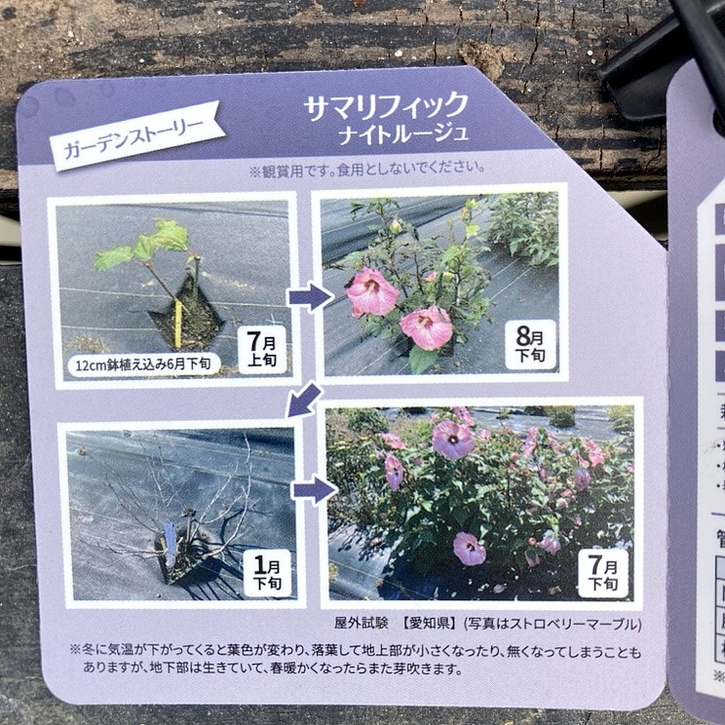 ハイビスカス様のお部屋 お部屋紹介 - 408：ホテル ハイビスカス戸田 / 戸田市｜カップルズ