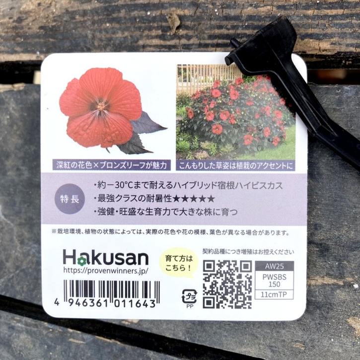 PW ハイビスカス サマリフィック ナイトルージュ 11cmロングポット×2鉢