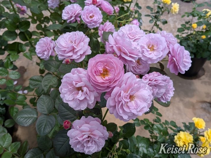 【NEW】バラ大苗 あいの風 4.5号ロングポット 京成バラ園芸|花木04-PA