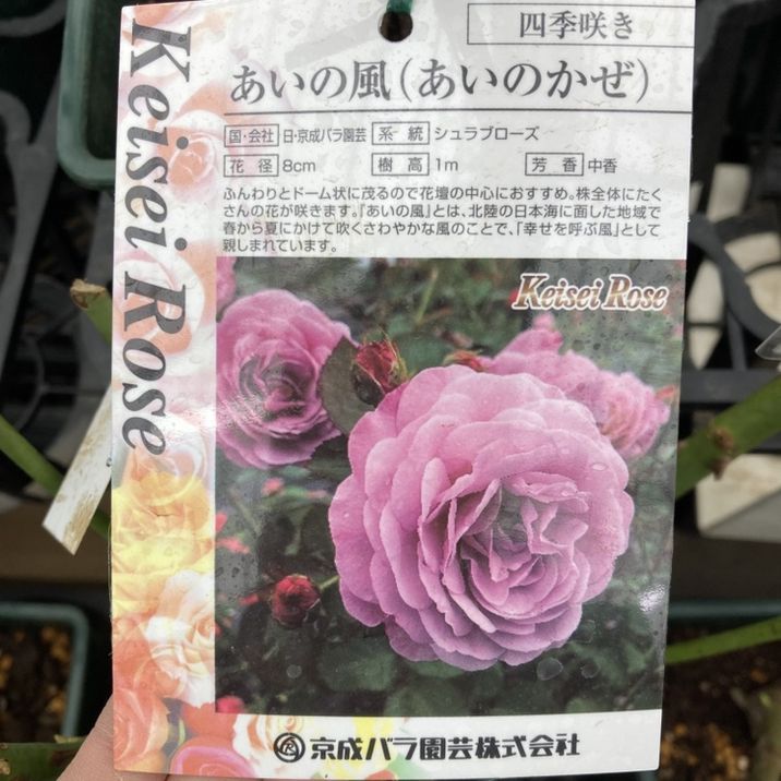 【NEW】バラ大苗 あいの風 4.5号ロングポット 京成バラ園芸|花木04-PA