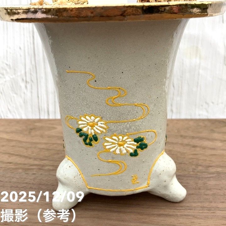 現品お届け】豊明園 万年青 オモト 秋津島（あきつしま） 鶴青海波白鉢
