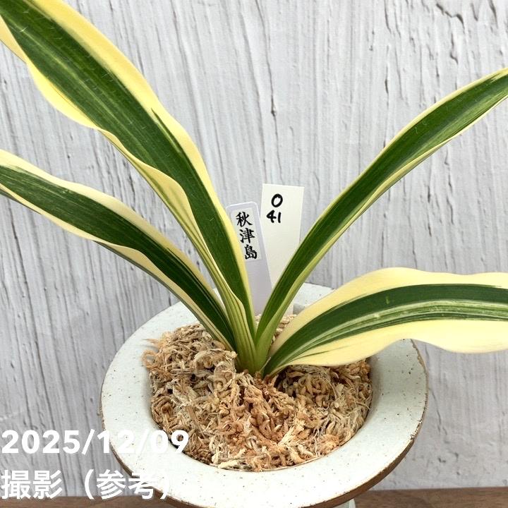 現品お届け】豊明園 万年青 オモト 秋津島（あきつしま） 鶴青海波白鉢