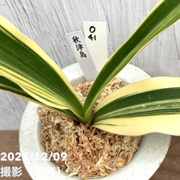 現品お届け】豊明園 万年青 オモト 秋津島（あきつしま） 鶴青海波白鉢