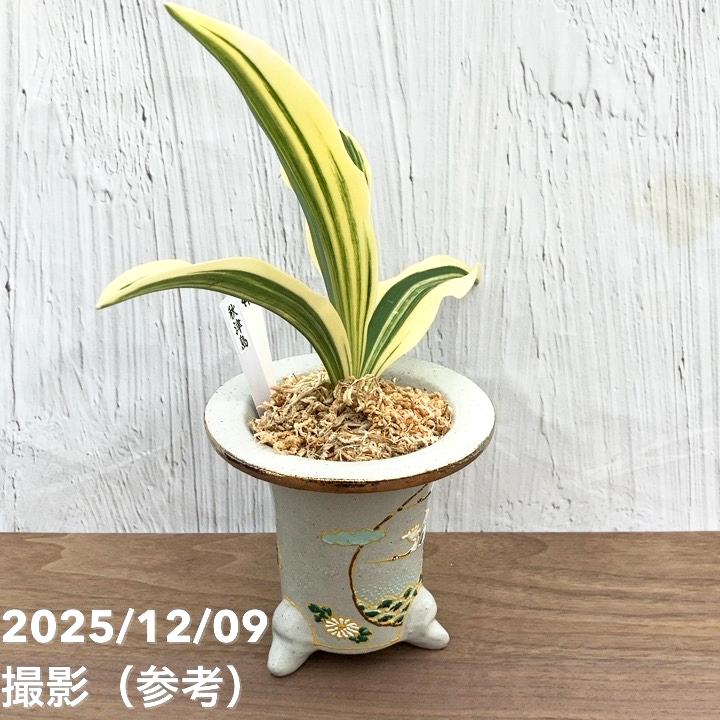 現品お届け】豊明園 万年青 オモト 秋津島（あきつしま） 鶴青海波白鉢