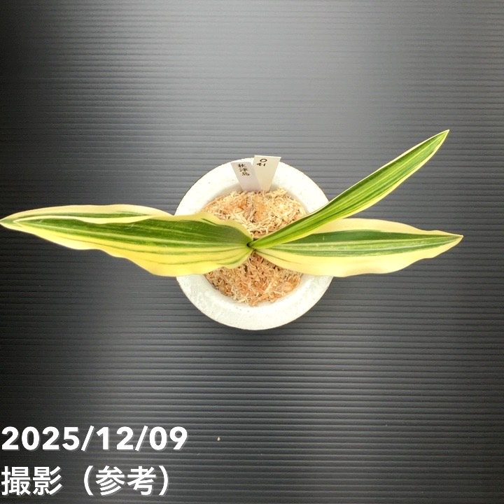 現品お届け】豊明園 万年青 オモト 秋津島（あきつしま） 鶴青海波白鉢