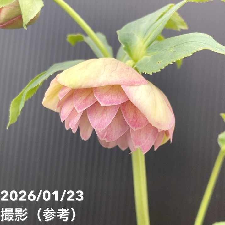 一点物】加藤農園 クリスマスローズ 4.5号（KT44）｜山野04-PA | 草花