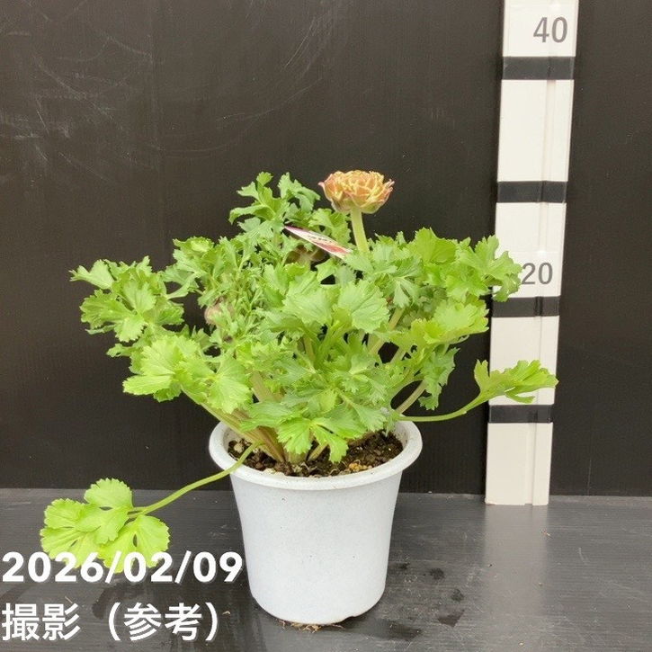 現品お届け】ラナンキュラス ポンポン 5号 キャンディ｜草花10-TU