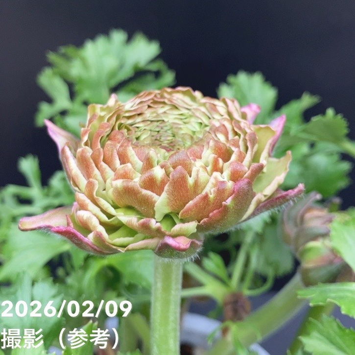 現品お届け】ラナンキュラス ポンポン 5号 キャンディ｜草花10-TU