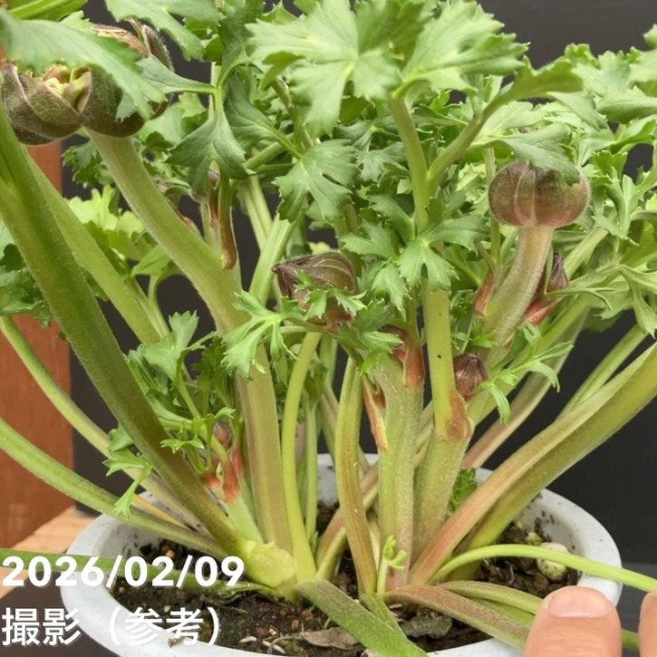 現品お届け】ラナンキュラス ポンポン 5号 キャンディ｜草花10-TU