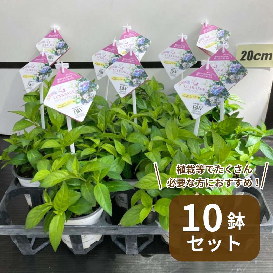 まとめ買い！】PW ラグランジア オーロランジュ 3.5号×10鉢セット
