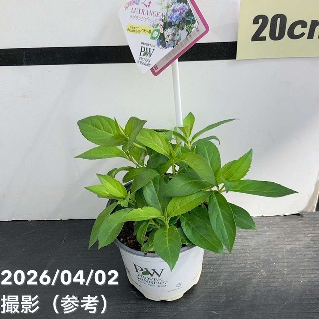まとめ買い！】PW ラグランジア オーロランジュ 3.5号×10鉢セット