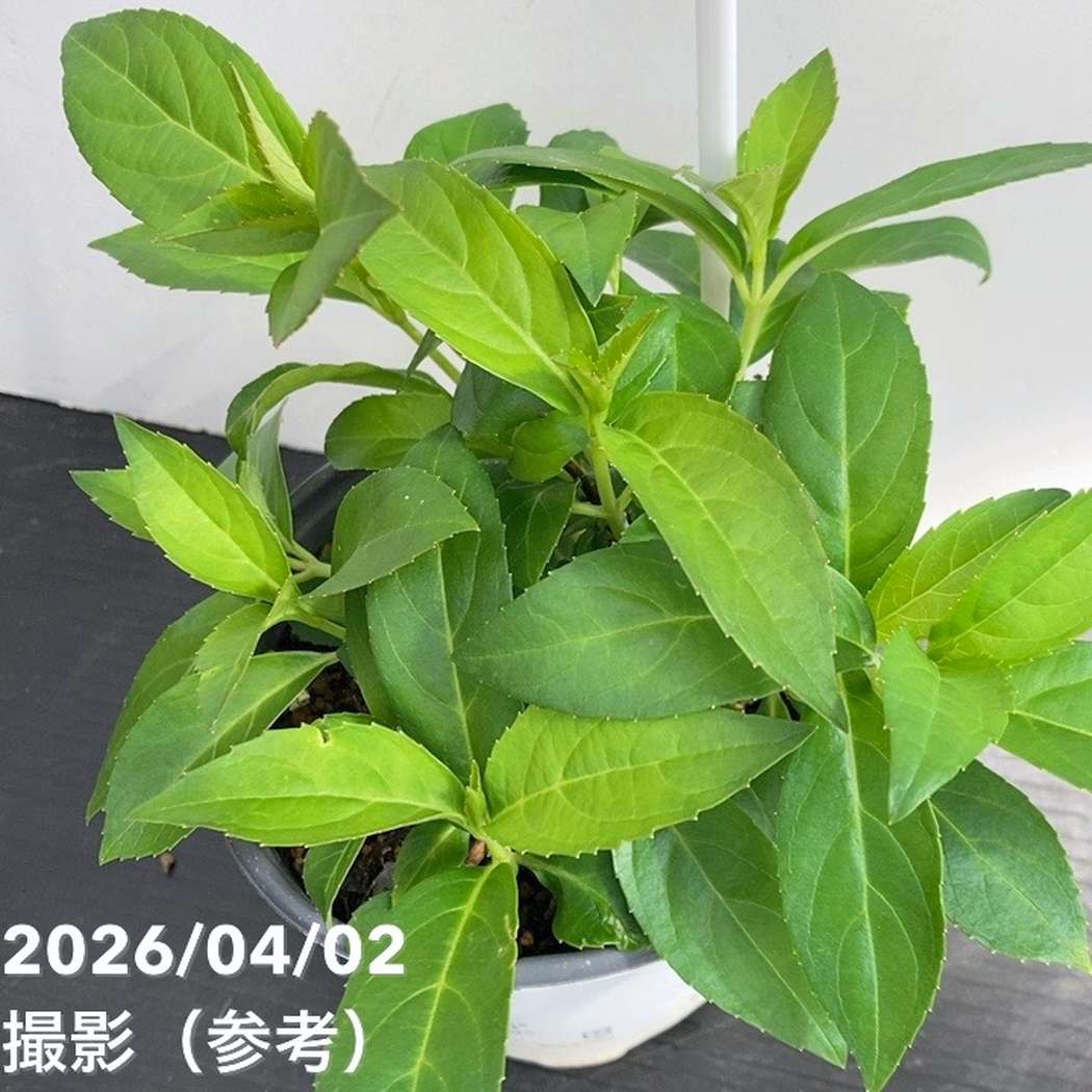 まとめ買い！】PW ラグランジア オーロランジュ 3.5号×10鉢セット