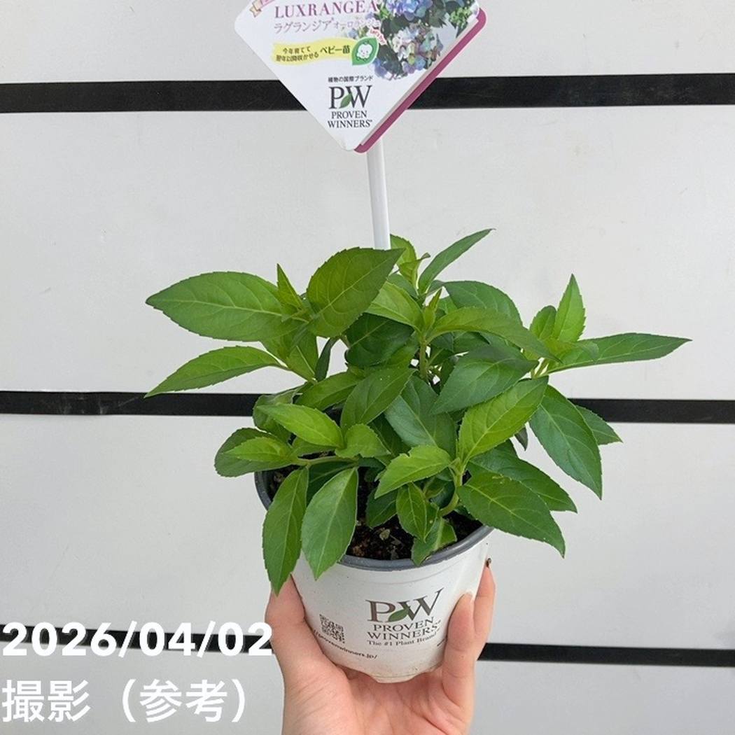 まとめ買い！】PW ラグランジア オーロランジュ 3.5号×10鉢セット