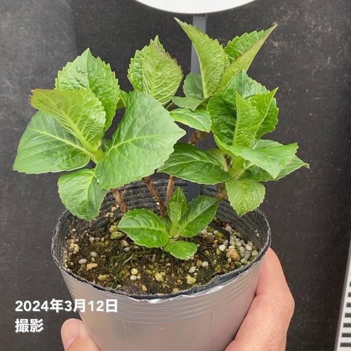 ハイドランジア ディープパープル 3.5号｜花木04-PA | 花木・庭木