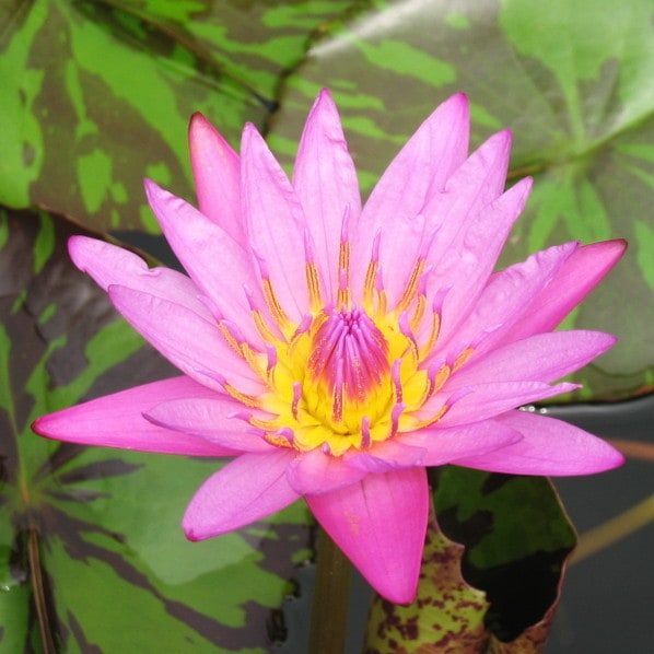 熱帯スイレン 4号 クィーンオブサイアム｜草花01-D1 | 草花,熱帯