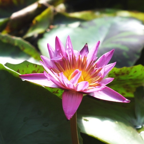 ダイヤモンドクラウン 亜属種 耐寒性睡蓮 スイレン 苗 ダイヤモンドクラウン 亜属種 耐寒性睡蓮 スイレン 苗 ダイヤモンド