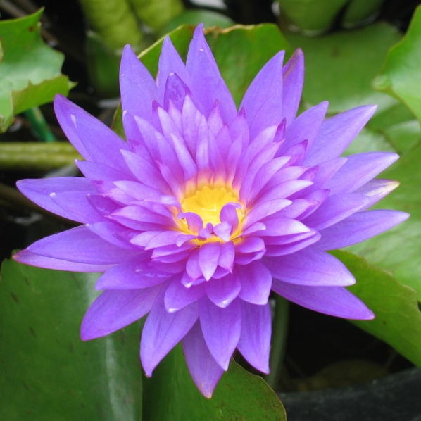 熱帯睡蓮　Kalmonate 熱帯スイレン 4号 キングオブサイアム｜草花01-D1 | 草花,熱帯スイレン