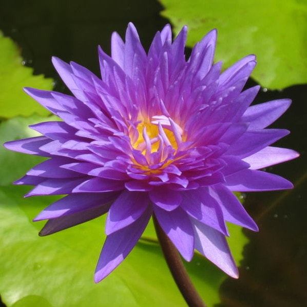 熱帯スイレン 4号 キングオブサイアム｜草花01-D1 | 草花,熱帯スイレン