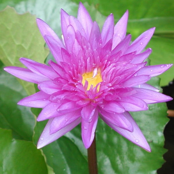 蓮の雄花を乾燥　300グラム 蓮の雄花を乾燥 300グラム - メルカリ