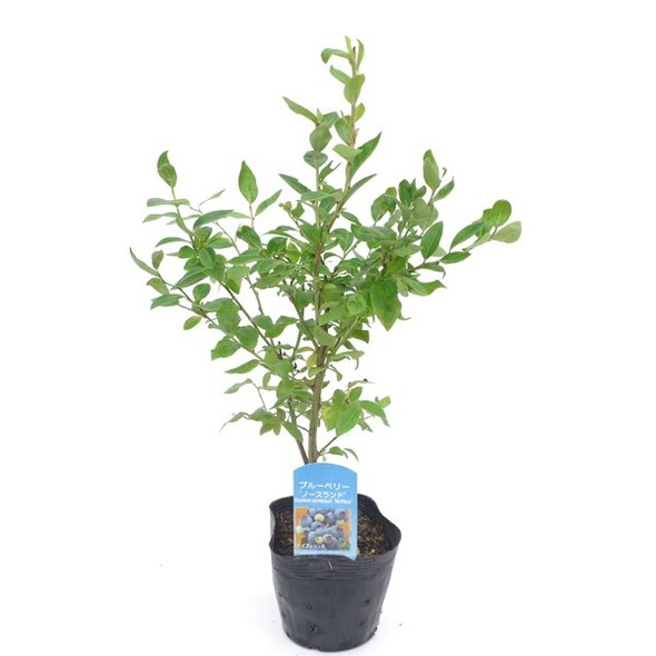 ブルーベリー ノーザンハイブッシュ系 ノースランド 9月下旬以降随時出荷 ブルーベリー苗 赤塚植物園オンライン Flowershop 花の音