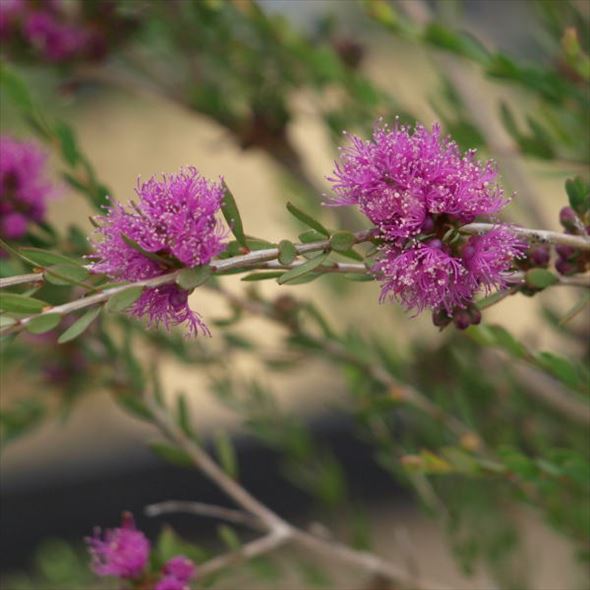 希少 メラウレカ グラニティーハニーマータル