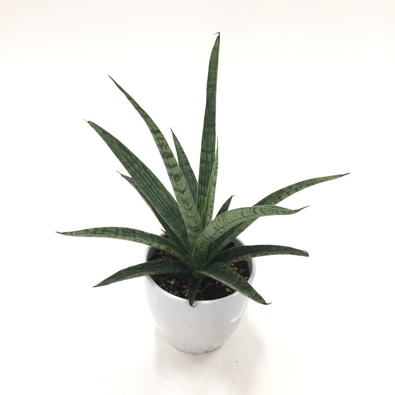 期間限定10％OFF！】サンスベリア 4号 レディーチャーム 白陶器鉢仕様