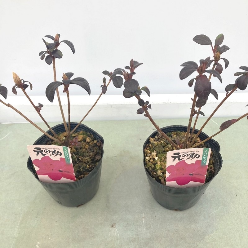 珍しい 四季咲きミツバツツジ 元の助 3 5号 2鉢セット 花木 庭木 サクラ 梅 赤塚植物園オンライン 花の音