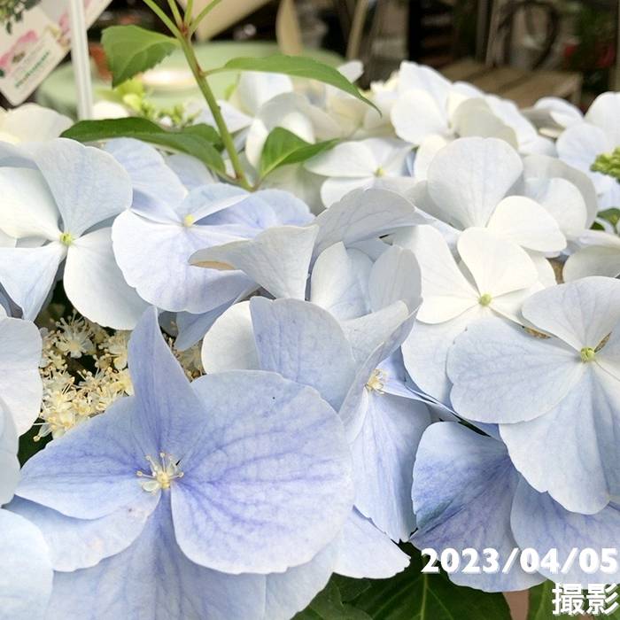 ハイドランジア様 リクエスト 2点 まとめ商品 アジサイ様 リクエスト 2