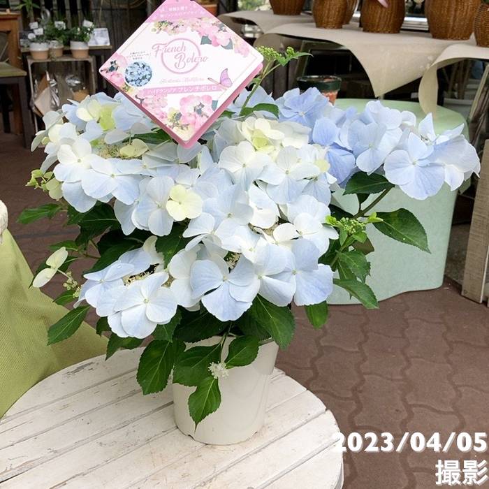アジサイ ハイドランジア フレンチボレロ 5号｜花木04-PA | 花木・庭木