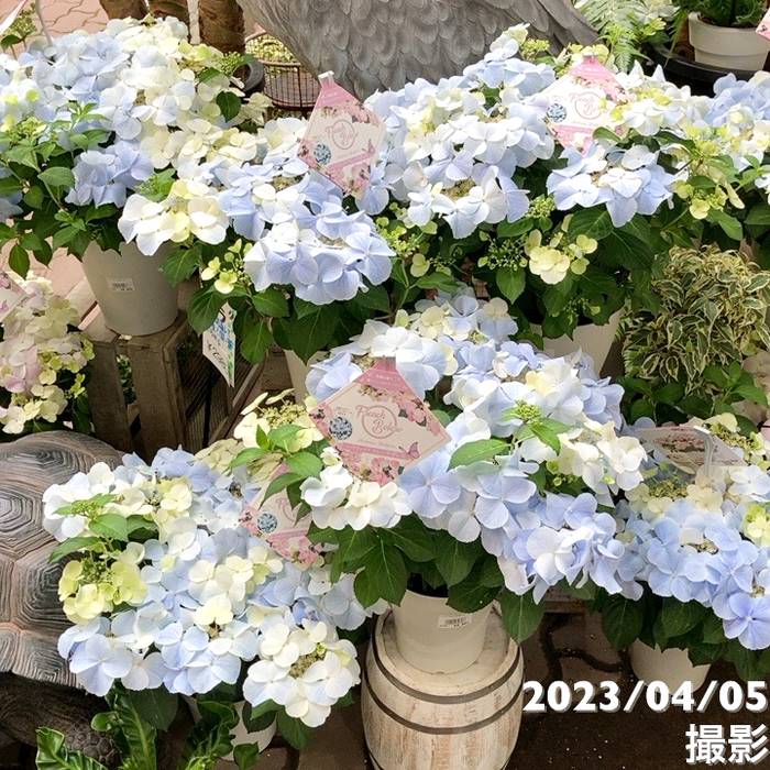 アジサイ ハイドランジア フレンチボレロ 5号｜花木04-PA | 花木