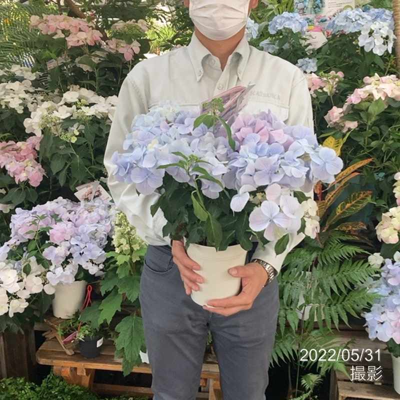 【大株】ラグランジア フレンチボレロ 紫陽花 母の日ギフト】【ラッピング・化粧箱付き】紫陽花