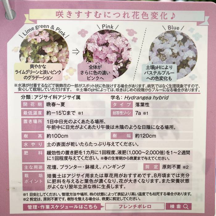 アジサイ ハイドランジア フレンチボレロ 5号｜花木04-PA | 花木・庭木