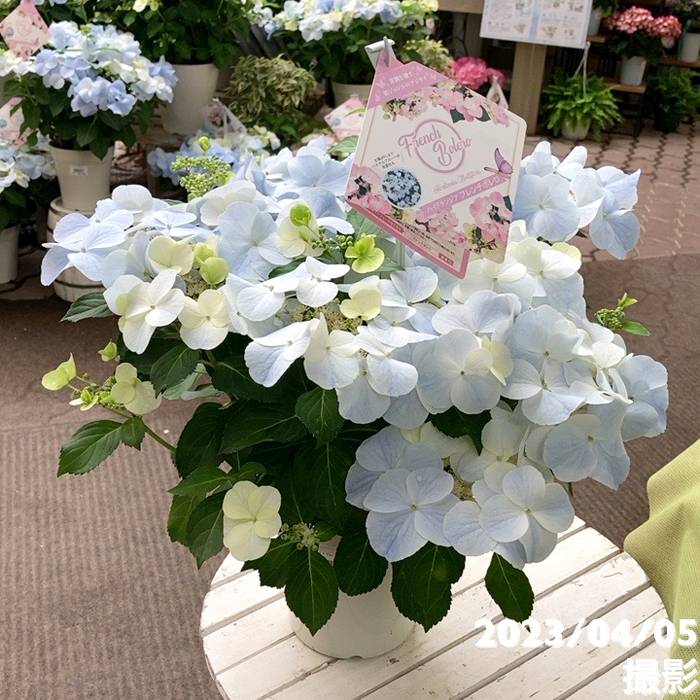 アジサイ ハイドランジア フレンチボレロ 5号｜花木04-PA | 花木・庭木