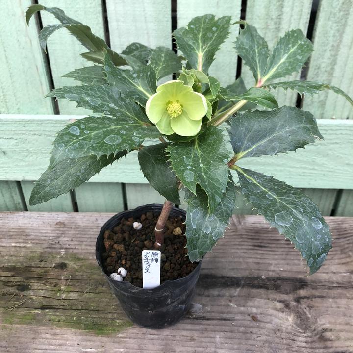 クリスマスローズ 原種 アグチフォリウス 4号ポット｜山野04-PA | 草花