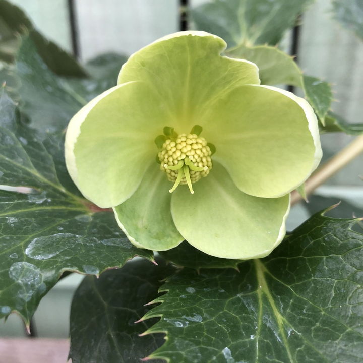 クリスマスローズ 原種 アグチフォリウス 4号ポット｜山野04-PA | 草花