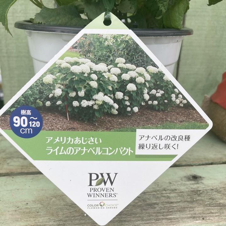 ももこ　アメリカアジサイライムのアナベルコンパクト　挿し木苗 園芸ネット本店｜アジサイ（アメリカ）：ライムのアナベル・コンパクト