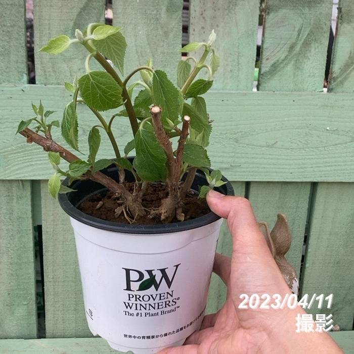 アメリカあじさい ライムのアナベル コンパクト 5号 PVP｜花木04-PA