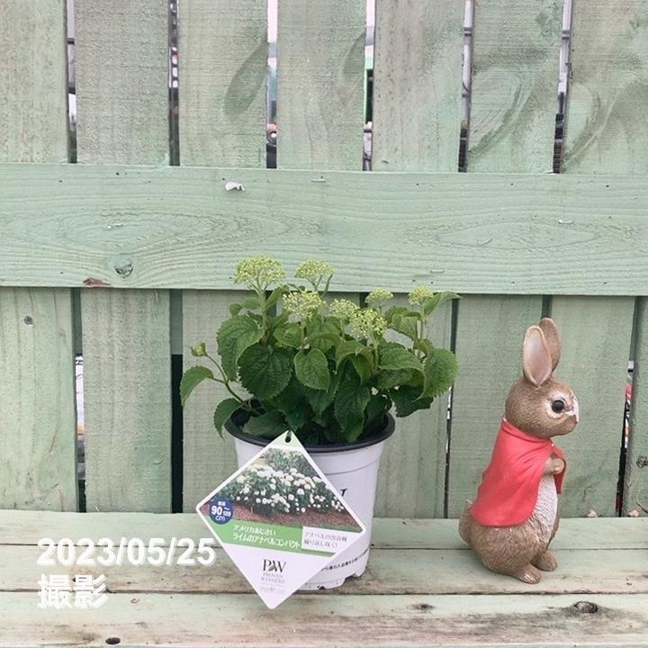 アメリカあじさい ライムのアナベル コンパクト 5号 PVP｜花木04-PA