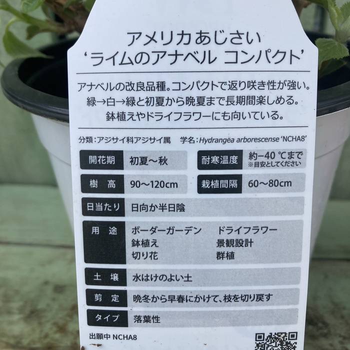 アメリカあじさい ライムのアナベル コンパクト 5号 PVP｜花木04-PA