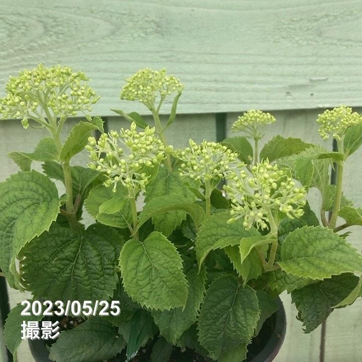 アメリカあじさい ライムのアナベル コンパクト 5号 PVP｜花木04-PA