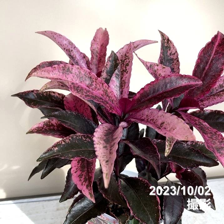 斑入り万両 マンリョウ 紅孔雀 4号 PVP｜観葉04-PA | 花木・庭木