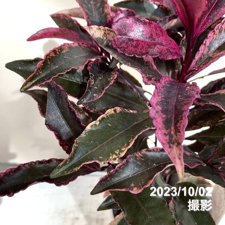 斑入り万両 マンリョウ 紅孔雀 4号 PVP｜観葉04-PA | 花木・庭木