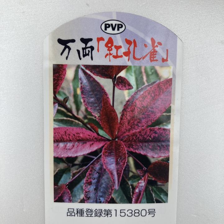 斑入り万両 マンリョウ 紅孔雀 4号 PVP｜観葉04-PA | 花木・庭木